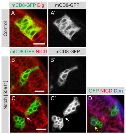 Fig. 4.