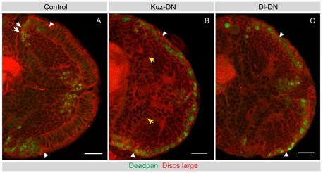 Fig. 7.