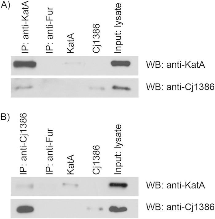 FIG 6