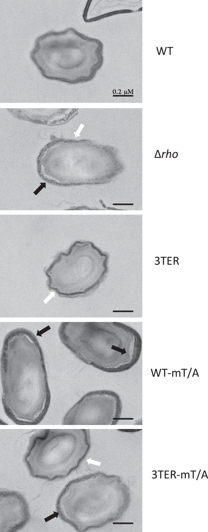 Figure 6