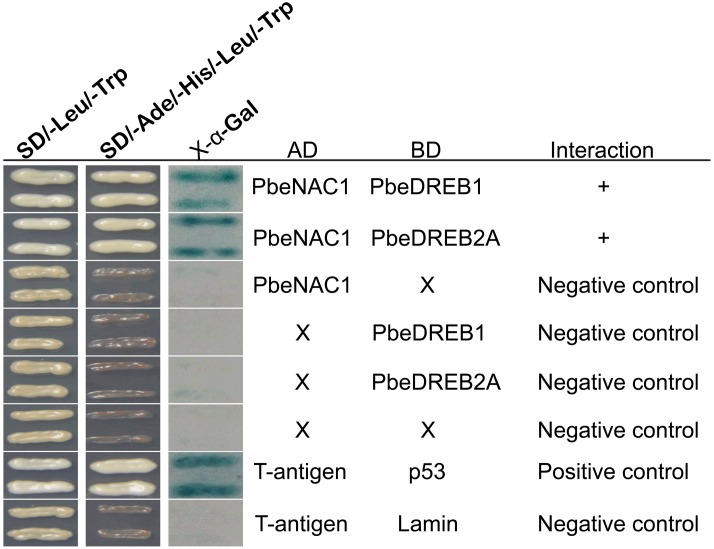 FIGURE 11