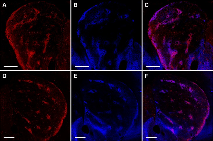 Figure 1—figure supplement 1.