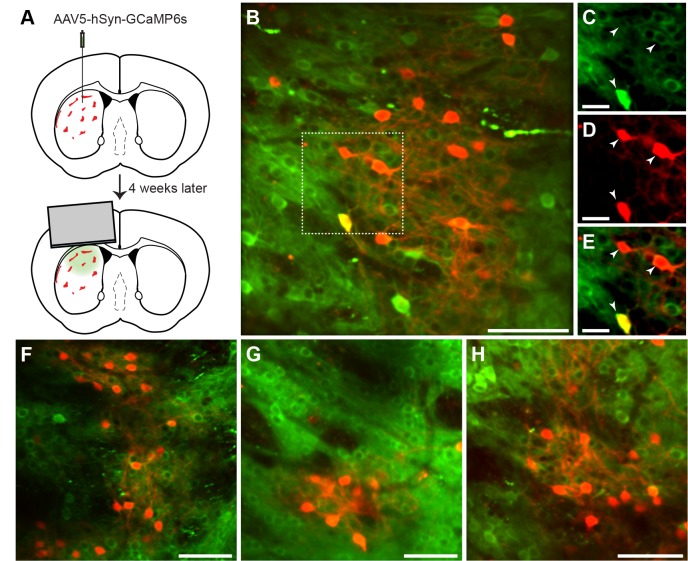 Figure 3.