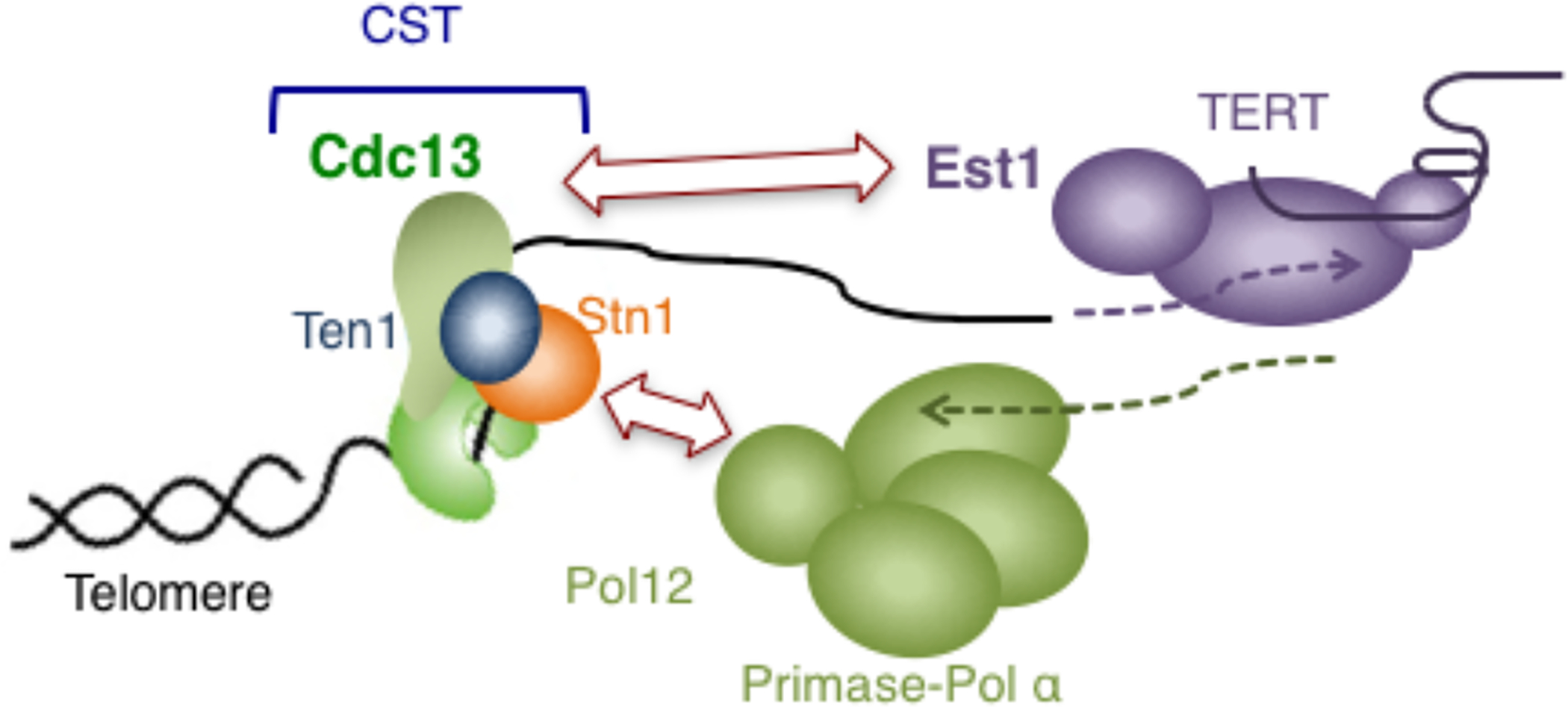 Fig. II