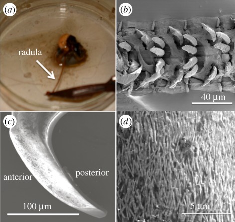 Figure 1.