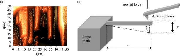 Figure 3.