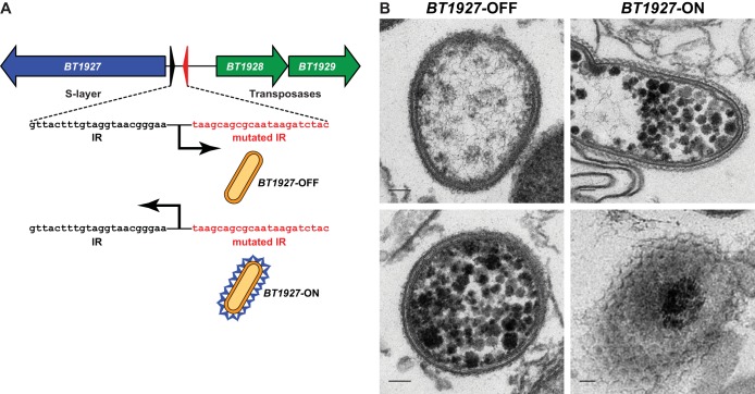 FIG 2 