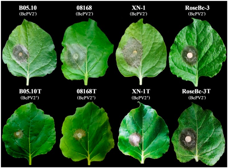 Figure 10