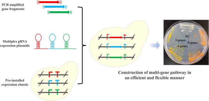 Graphical Abstract