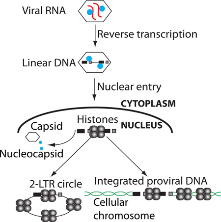 graphic file with name nihms824886f8.jpg