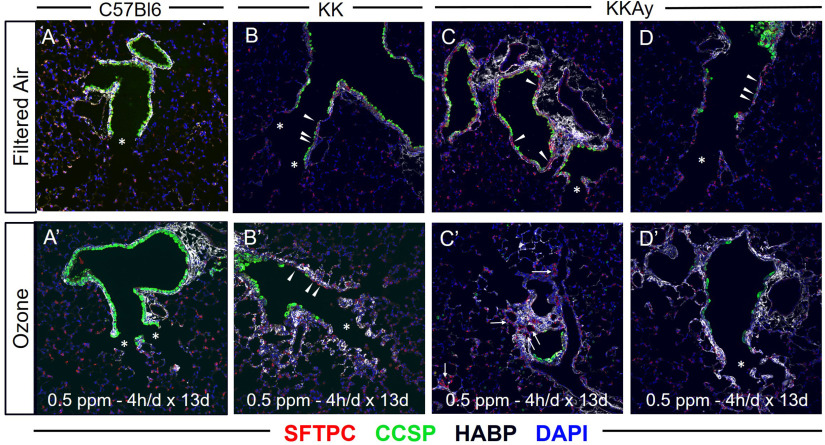 Figure 7 is a set of two immunohistologic assessment of distal airways and proximal alveoli in uppercase C 57 black 6, uppercase K K, and uppercase K K A y from filtered air and ozone with 0.5 parts per million – 4 hours per day times 13 days. In filtered air and ozone, the immunohistologic assessment is divided into four parts uppercase a, b, c, and d, and uppercase a prime, b prime, c prime, and d prime, respectively. The mice underwent immunofluorescence staining, namely, surfactant protein C hyaluronan, and 4′,6-diamidino-2-phenylindole.