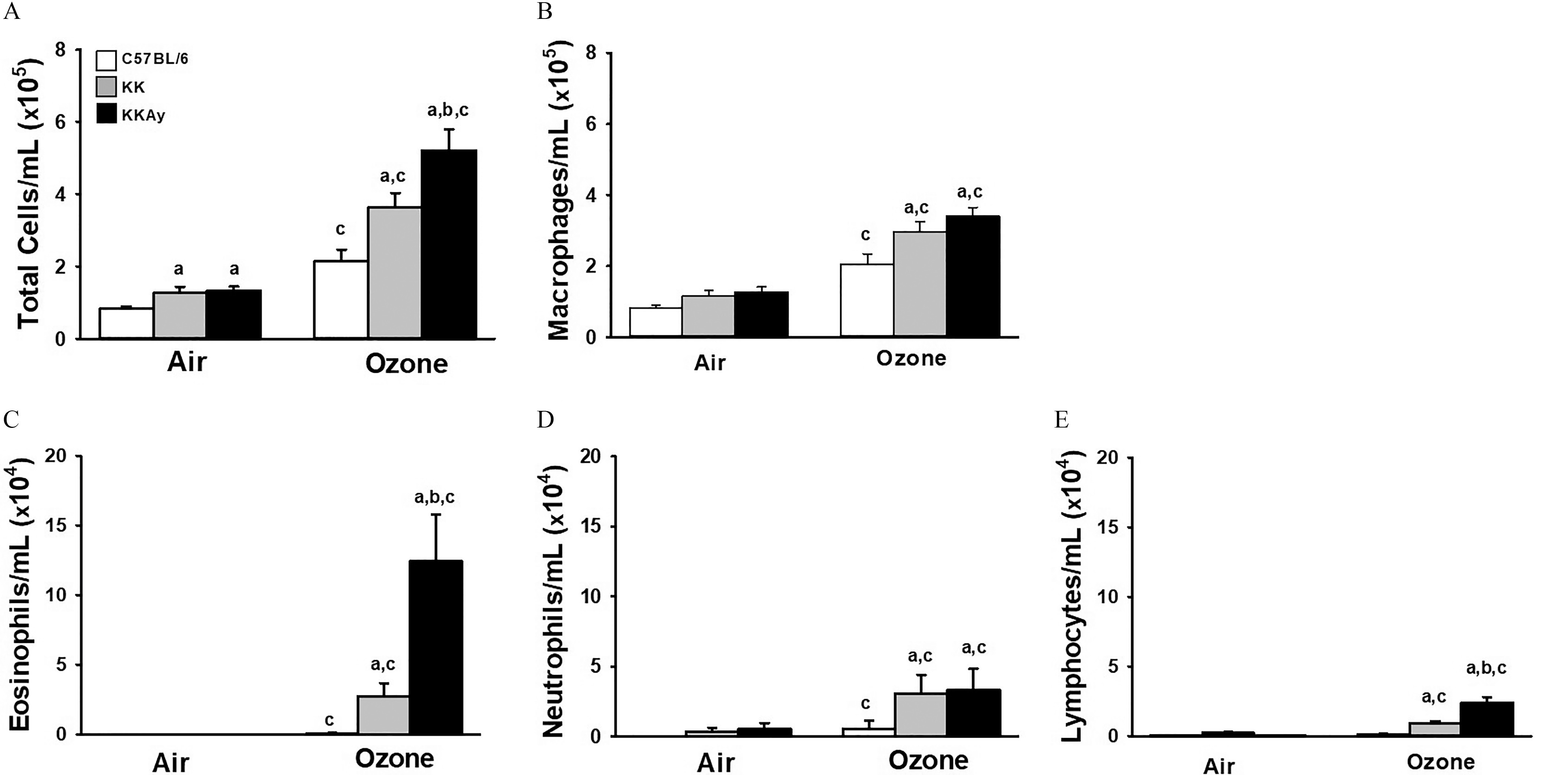 Figures 2A, 2B, 2C, 2D, and 2E are clustered bar graphs, plotting total cells per milliliter (times 10 begin superscript 5 end superscript), ranging from 0 to 8 in increments of 2, macrophages per milliliter (times 10 begin superscript 5 end superscript), ranging from 0 to 8 in increments of 2, eosinophils per milliliter (times 10 begin superscript 4 end superscript), ranging from 0 to 20 in increments of 5, neutrophils per milliliter (times 10 begin superscript 4 end superscript), ranging from 0 to 20 in increments of 5, and lymphocytes per milliliter (times 10 begin superscript 4 end superscript), ranging from 0 to 20 in increments of 5 (y-axis), respectively, across air and ozone (x-axis) for uppercase C 57 black 6, uppercase K K, and uppercase K K A y.