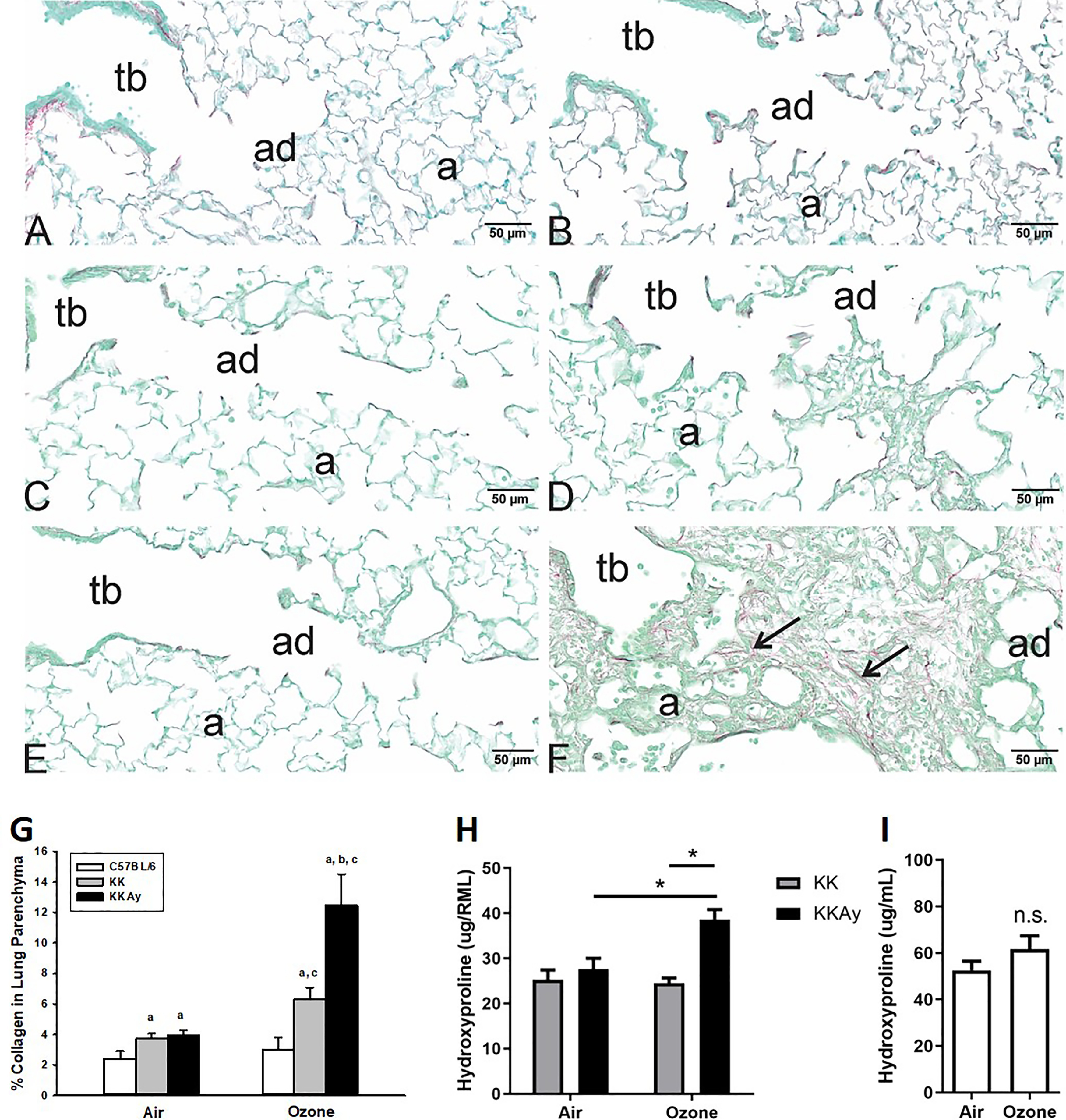 Figures 5A to 5F are assessment of lung fibrosis in air or ozone exposure with PicroSirius staining (50 micrometers) in uppercase C 57 black 6, uppercase K K, and uppercase K K A y mice that was performed in lung tissue sections from air-exposed in 5A which is uppercase C 57 black 6, 5C which is uppercase K K, and 5E which is uppercase K K Ay. PicroSirius staining was performed in lung tissue sections from repetitive ozone exposed in 5B which is uppercase C 57 black 6, 5D which is uppercase K K, and 5F which is uppercase K K A y. In the assessments, three tissues, namely, terminal bronchiole, alveolar duct, and alveolus can be seen. Figure 5G, 5H, and 5I are clustered bar graphs, plotting percent of collagen in lung parenchyma, ranging from 0 to 16 in increments of 2, hydroxyproline (microgram per uppercase R M L), ranging from 0 to 50 in increments of 10, hydroxyproline (microgram per milliliter), ranging from 0 to 100 in increments of 20 (y-axis), respectively, across air and ozone (x-axis) for uppercase C 57 black 6, uppercase K K, and uppercase K K A y in 5G and uppercase K K and uppercase K K A y in 5I.