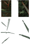 Fig. 4