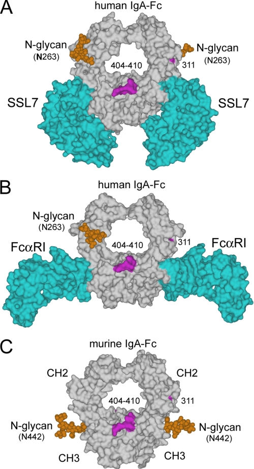 FIGURE 4.