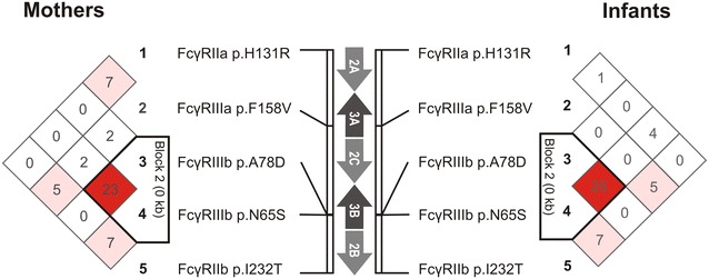 Fig. 2