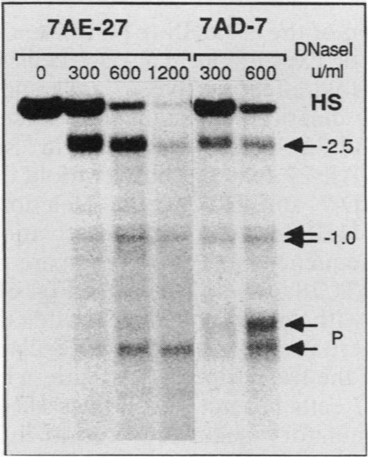 graphic file with name molcellb00043-0061-d.jpg