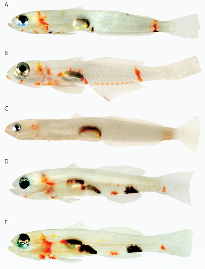 Figure 21