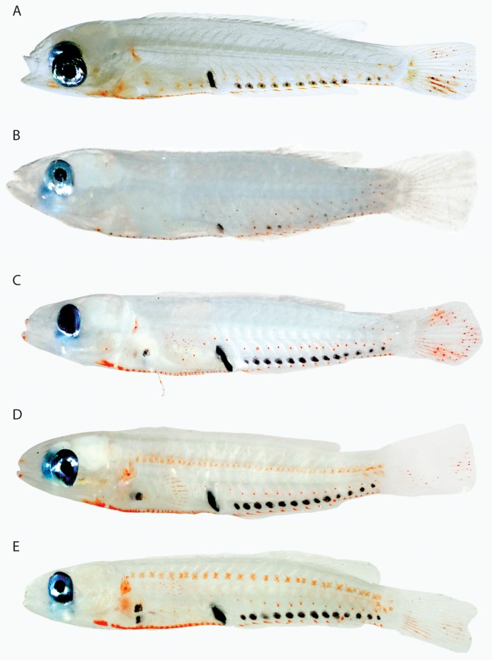 Figure 23