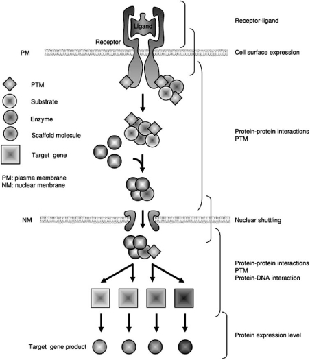 Fig. (3). Schematic representation of a canonical signaling pathway “from the plasma membrane to the nucleus”.