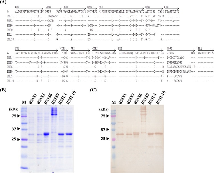 FIG 3