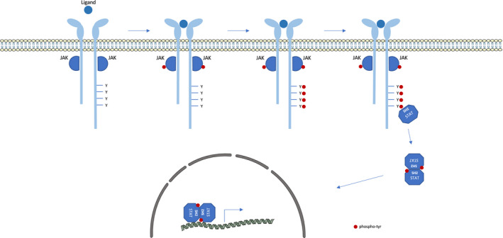 FIGURE 1