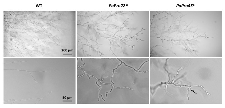 Figure 10