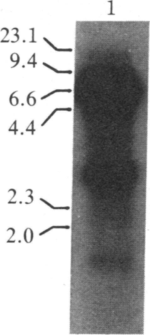 graphic file with name pnas00319-0263-a.jpg