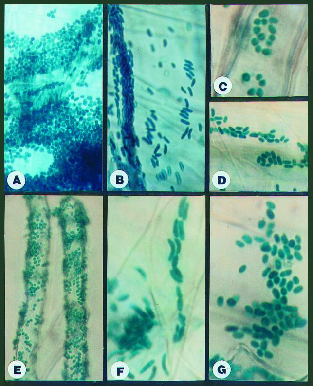 FIG. 7