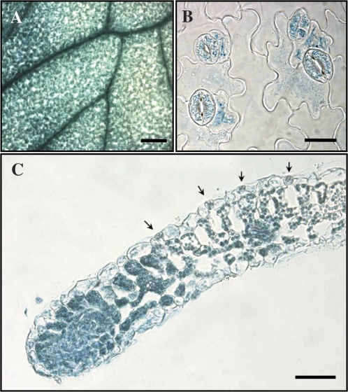 Fig. 5.