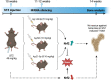Graphical Abstract