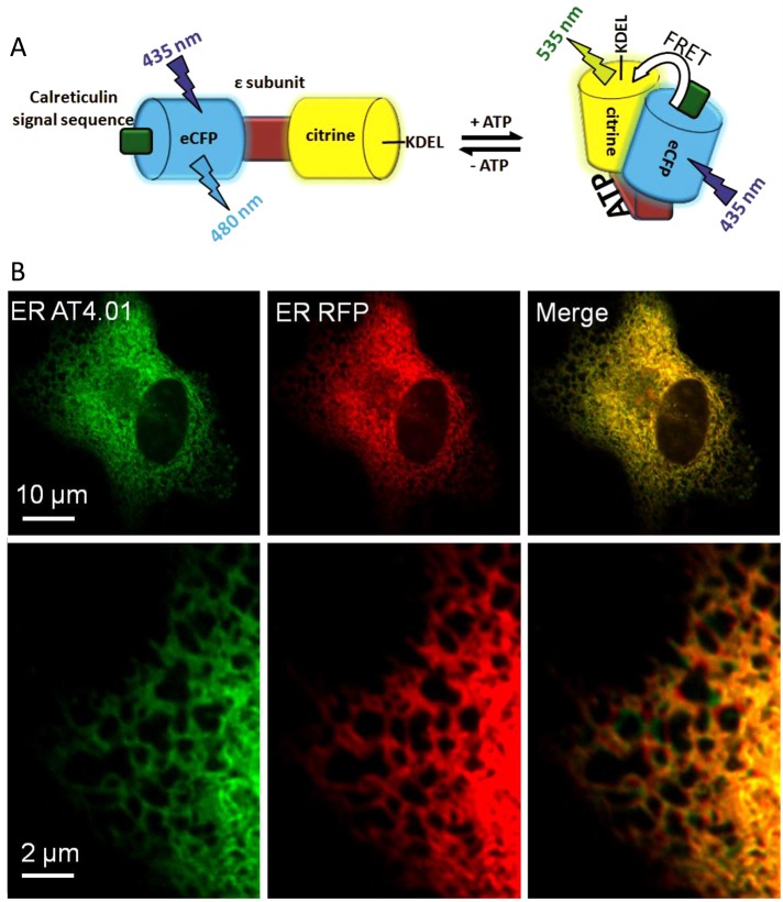 FIGURE 1: