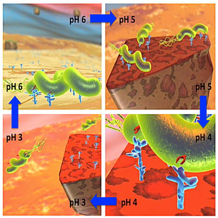 graphic file with name nihms855400u1.jpg