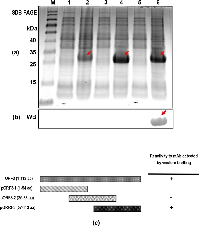 Fig 3