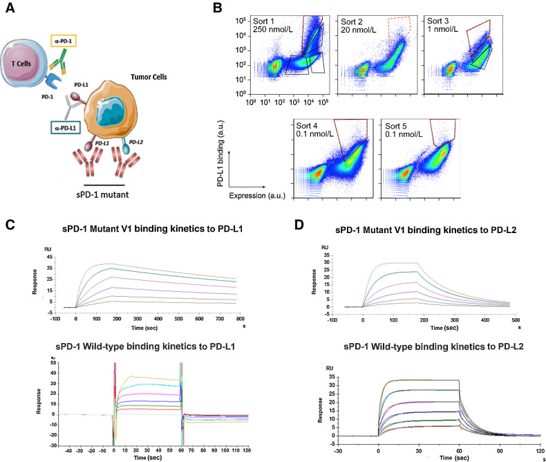 Figure 2. Engineering sPD-1 mutants with superior binding affinity to PD-L1 and PD-L2. A, Conceptual illustration of sPD-1 mutant inhibiting the PD-1 signaling. B, Representative flow cytometry dot plots showing clone selection pressure and gating strategies used for isolating high-affinity PD-L1 binding clones. Clones with the strongest binding to PD-L1 were selected and stringency was increased across sort rounds by decreasing the concentration of PD-L1 used to label the library. Gates used to collect the top 1% to 3% of the library are shown (red, dashed line). C, Binding kinetics of sPD-1 mutant version 1 (top) and wild-type PD-1 (bottom) binding to human PD-L1 was determined by surface plasmon resonance system. Each curve represents a single concentration of the analyte. D, Binding kinetics of sPD-1 mutant version 1 (top) and wild-type PD-1 (bottom) binding to human PD-L2 was determined by surface plasmon resonance system. Each curve represents a single concentration of the analyte.