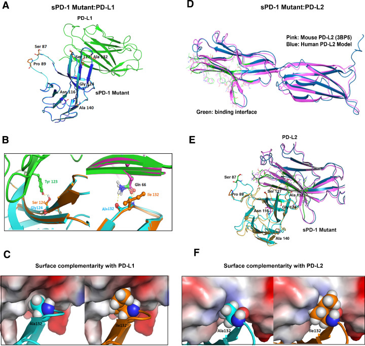 Figure 3. Computational modeling–based structural analysis of sPD-1 mutants in co-complex with human PD-L1 and PD-L2. A, Overlay of human PD-1 model in complex with human PD-L1 (PDBID:4ZQK) are shown in blue and green, respectively. The model of PD-1 with missing loop fixed is shown in cyan, residues mutated on sPD-1 are shown in orange sticks, and the N-glycosylation site (Asn116) is shown in magenta sticks. B, Left, The sPD-1 mutation G124S (orange) makes a hydrogen bond with PD-L1 Tyr123 (green and red sticks). Wild-type PD-1 structure is shown in cyan. Right, Mutation A132I makes one more hydrogen bond with PD-L1 Gln166. Wild-type PD-1 structure is shown in cyan and mutated PD-1 structure is shown in orange. Crystal PD-L1 structure is shown in pink and PD-L1 co-complex with sPD-1 mutant is shown in green. C, Comparison of surface complementarity of mutation A132I. PD-L1 binding site is marked to reveal electrostatic potential surface. Red indicates negative electrostatic potential, blue indicates positive electrostatic potential, and gray indicates hydrophobic regions. Wild-type PD-1 is shown in cyan cartoon and balls (left); mutated PD-1 is shown in orange cartoon and balls (right). D, Alignment of proposed human PD-L2 with mouse PD-L2 (PDBID: 3BP5). The interface residues are marked green within the dark blue human PD-L2 model and the crystal structure of mouse PD-L2 labeled pink. E, The overlay of proposed human PD-1 with mutations (cyan) in complex with human PD-L2 (dark blue) and mouse PD-1 (yellow) in complex with mouse PD-L2 (pink). F, Comparison of surface complementarity of mutation A132I with PD-L2 with same color annotation as C.