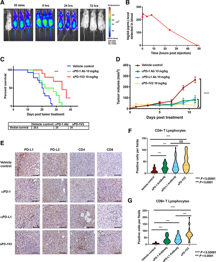 Figure 5. sPD-1V2 inhibits tumor growth in mouse tumor models of ovarian cancer. A, Bio-distribution of sPD-1V2 labeled with Alexa Fluor 488 after a single dose of 10 mg/kg were imaged over time (N = 3 with 1 vehicle control). B, Biodistribution of sPD-1V2 in mouse serum after a single dose of molecule at 10 mg/kg detected with ELISA against human IgG4. Each data point represents the mean of two animals collected at the same timepoint. C, Kaplan–Meier survival plot of C57BL/6 mice orthotopically inoculated with ID8 mouse ovarian tumor cells treated with vehicle control (N = 14), anti-mouse αPD-1 blocking antibody 10 mg/kg (N = 10), and sPD-1V2 10 mg/kg (N = 10). Animals terminated upon the development of ascites. Median survival of each experimental group listed below. D, Subcutaneous UPK10 ovarian tumor growth over time in C57BL/6 mice treated with vehicle control, sPD-1V2, αPD-1 antibody, and αPD-L1 antibody (N = 7). E, The expression of PD-L1, PD-L2, CD4+, and CD8+ cells in UPK10 tumors post-treatment was analyzed by IHC staining. Scale bar 50 μm. F, Violin plot of CD4+ T lymphocyte infiltration into UPK10 ovarian tumors post treatment. G, Violin quantitative plot of CD8+ T lymphocyte infiltration into UPK10 ovarian tumors post treatment. Statistical analysis was conducted using one-way ANOVA for comparing between treatment groups and repeated ANOVA for changes over time. Kaplan–Meier estimator was calculated for survival curves. *, P < 0.05; **, P < 0.01; ***, P < 0.001.