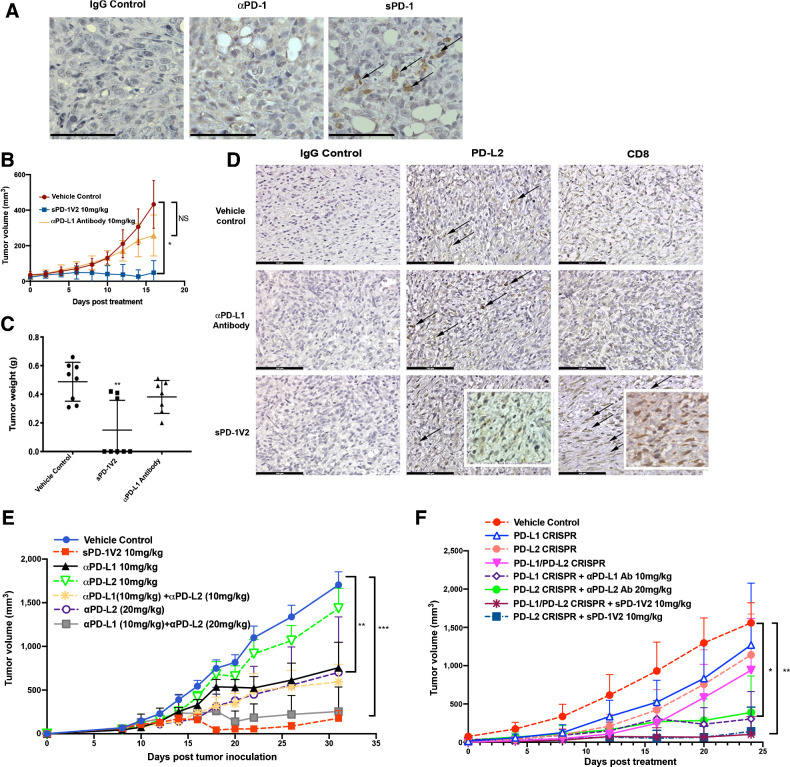 Figure 6. sPD-1V2 treatment suppresses tumor growth in ovarian cancer models that are PD-L2 dependent. A, ID8 PD-L1 CRSIPR tumors inoculated into PD-L1 KO mice. Tumor stained for PD-L1 and PD-L2 expression. Scale bar 50 μm. B, Subcutaneous ID8 PD-L1 CRSIPR tumor growth in C57BL/6 PD-L1 KO mice. Mice were treated with vehicle control, anti-mouse αPD-L1 blocking antibody, and sPD-1V2 (N = 8). C, Total tumor weight of ID8 PD-L1 CRISPR KO tumors at the time of termination. D, IHC staining of PD-L1 and PD-L2 in ID8 PD-L1 CRISPR KO tumors treated with vehicle control, anti-mouse αPD-L1 blocking antibody 10 mg/kg, and sPD-1V2 10 mg/kg. Scale bar 100 μm. E, ID8 ovarian tumor growth kinetics upon treatment with sPD-1V2 10 mg/kg, αPD-L1 antibody (10 mg/kg), αPD-L2 (10 mg/kg and 20 mg/kg), and the combination of αPD-L1 and αPD-L2 Abs (N = 5 for all experimental groups). F, Tumor growth kinetic of ID8 CRISPR PD-L1 and/or PD-L2 ovarian tumor treated with αPD-L1, αPD-L2 therapeutic antibodies, or sPD-1V2 to evaluate the tumor and/or stromal contribution of PD-L1, PD-L2 in ovarian tumor (N = 5 for all experimental groups). Statistical analysis used are one-way ANOVA for comparing between treatment groups and repeated ANOVA for changes over time. *, P < 0.05; **, P < 0.01; ***, P < 0.001.