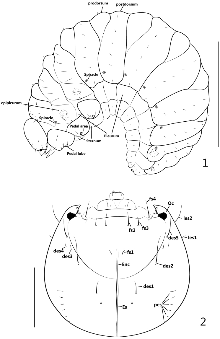 Figures 1–2.