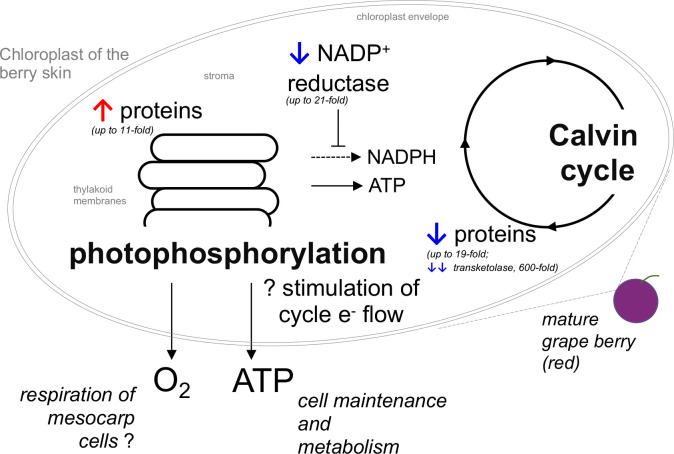 Figure 7