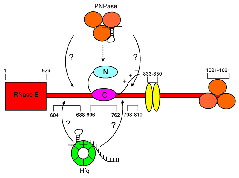 Fig. 7