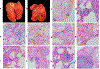 Extended Data Fig. 2