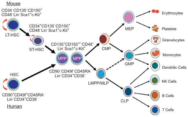 Figure 1.5