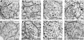 Figure 3—figure supplement 1.