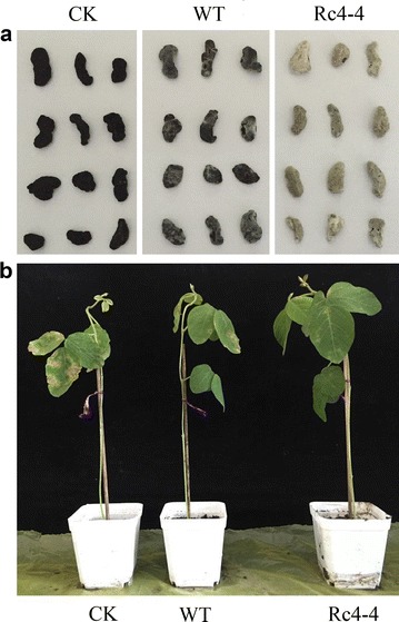 Fig. 2