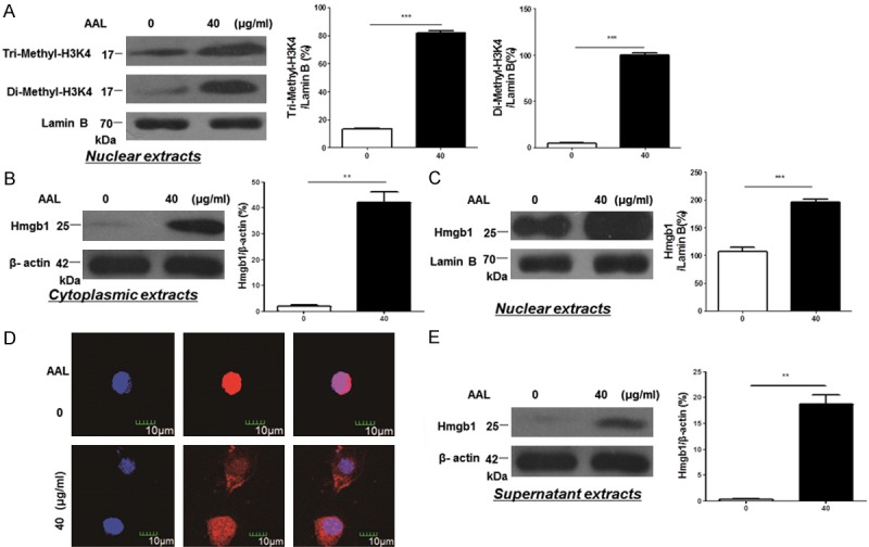 AAL exacerbates pro-inflammatory response in macrophages by regulating ...