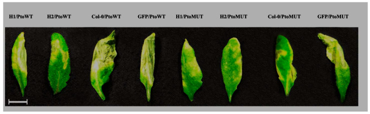 Figure 6