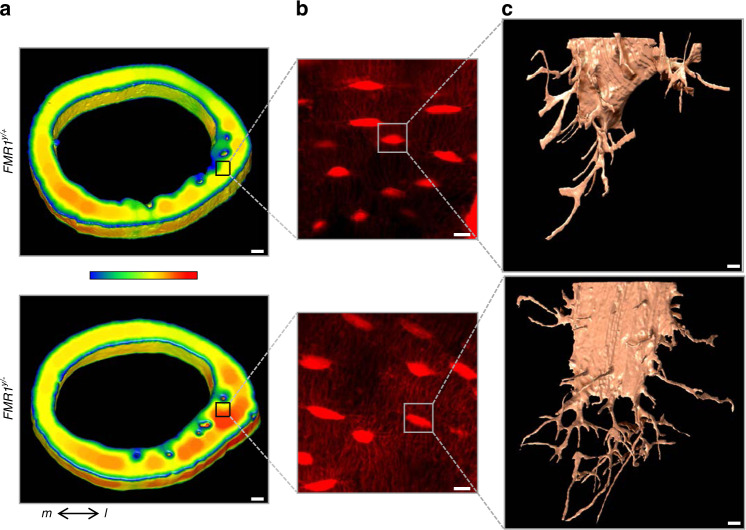 Fig. 8