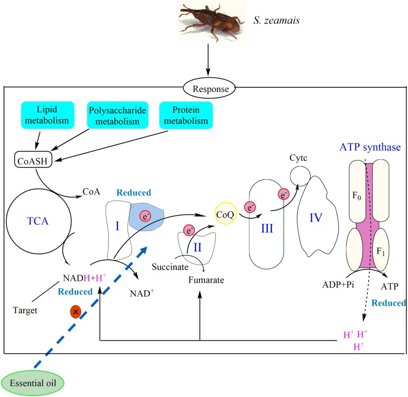 Fig 5