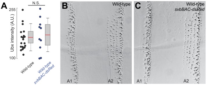 Figure 4—figure supplement 1.